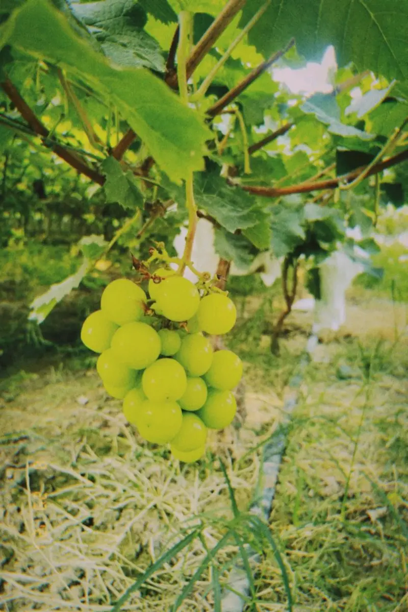 Old Ma Vineyard