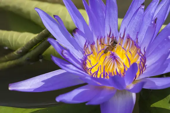 Chongming Lotus Expo Park