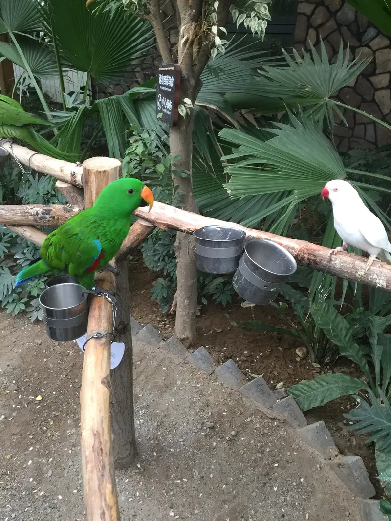 Nangong Parrot Garden