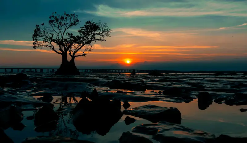 Bao'An West Bay Mangrove Park