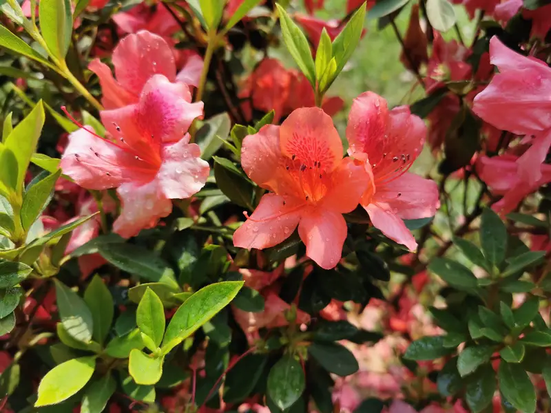 Tuen Mun Coastal Garden