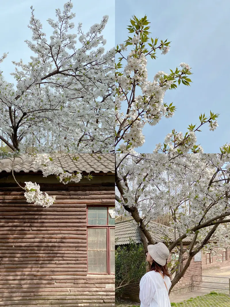Century Plum Blossom Garden