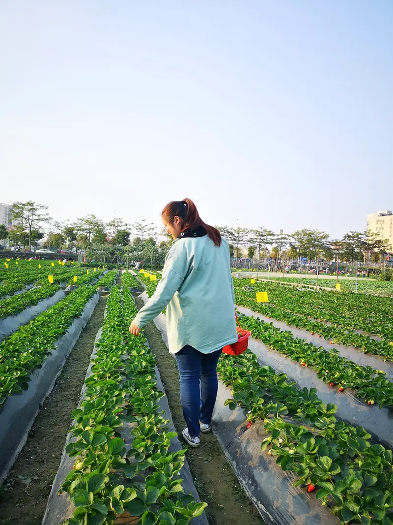 Huang'S Creamy Strawberry Picking Garden