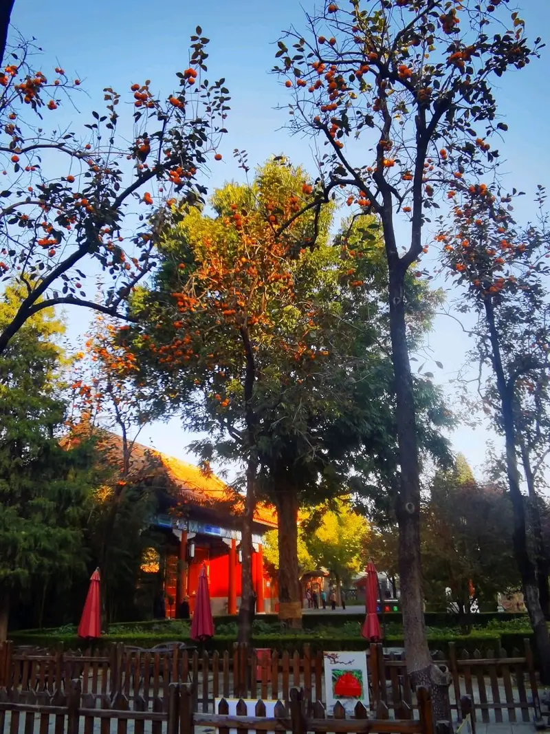 Zhongshan Park-Ancient Tree