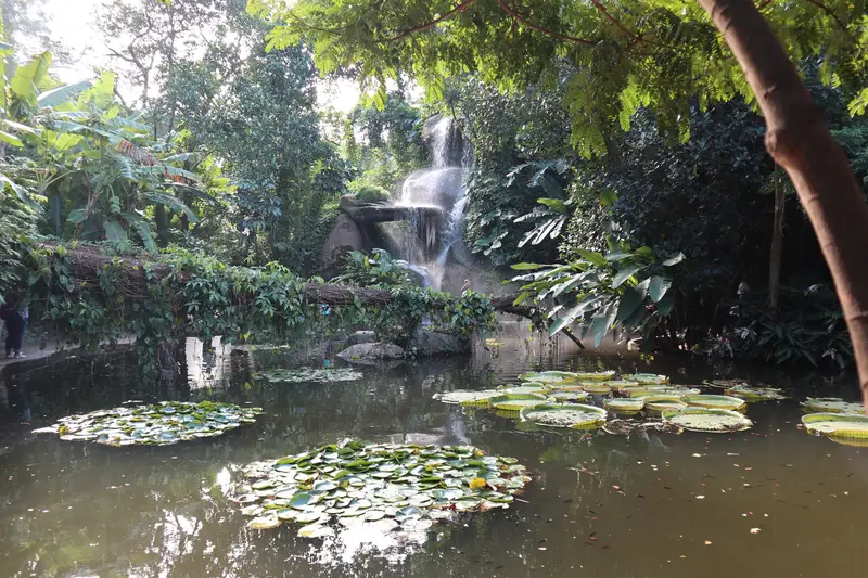 Rainforest World