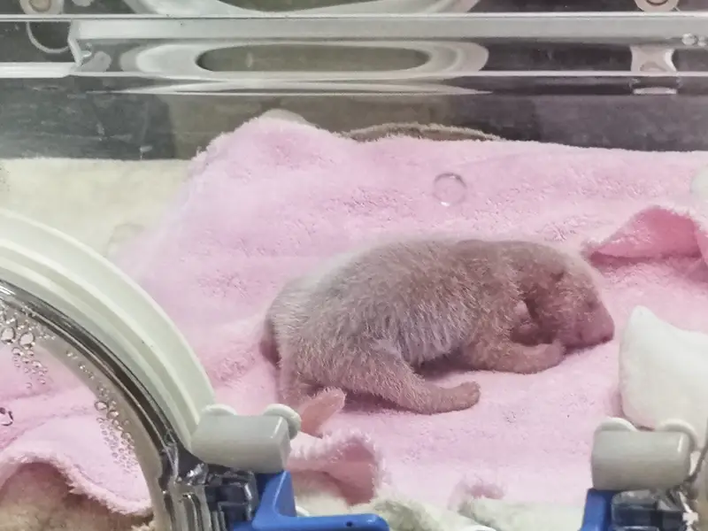 Chengdu Giant Panda Breeding Research Base - Moon Maternity Ward For Giant Pandas