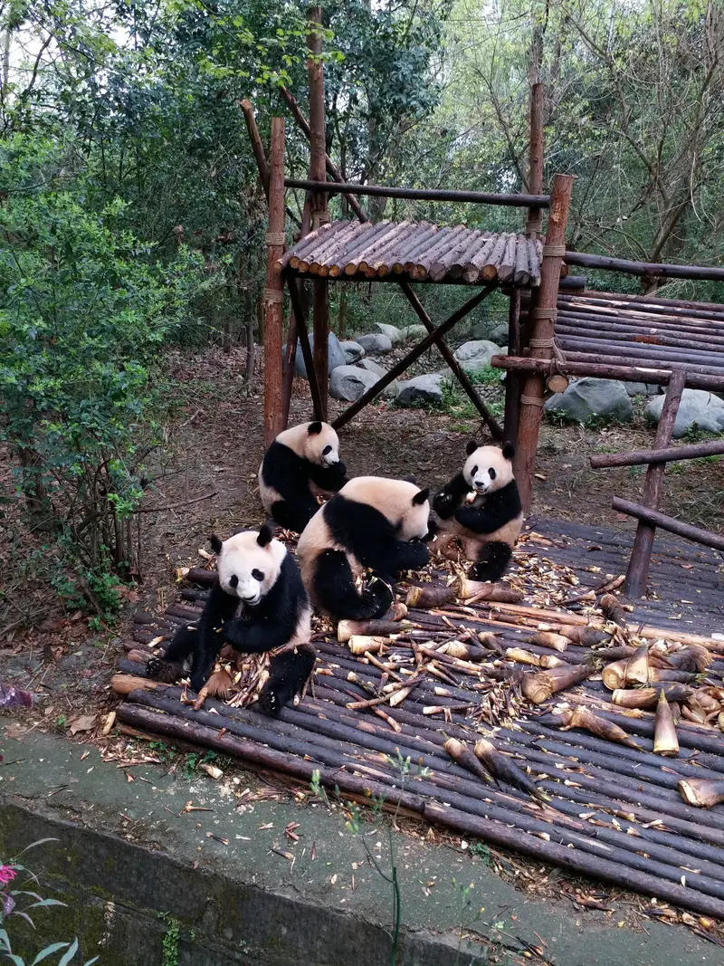 Adult Giant Panda Pavilion
