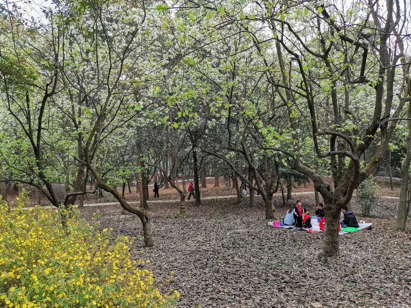 Chengdu Botanical Garden-Pear Garden