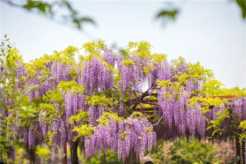 Jiading Wisteria Garden