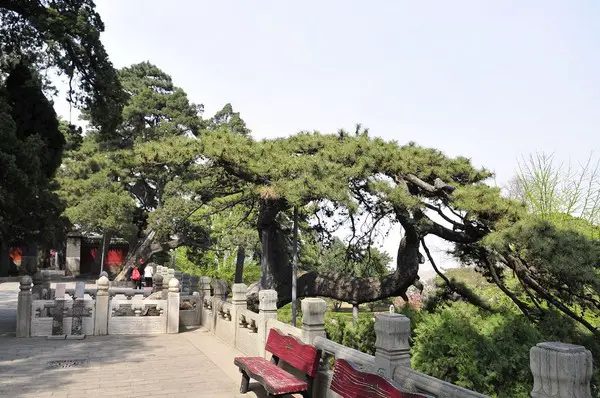 Jietai Temple Ancient Pine