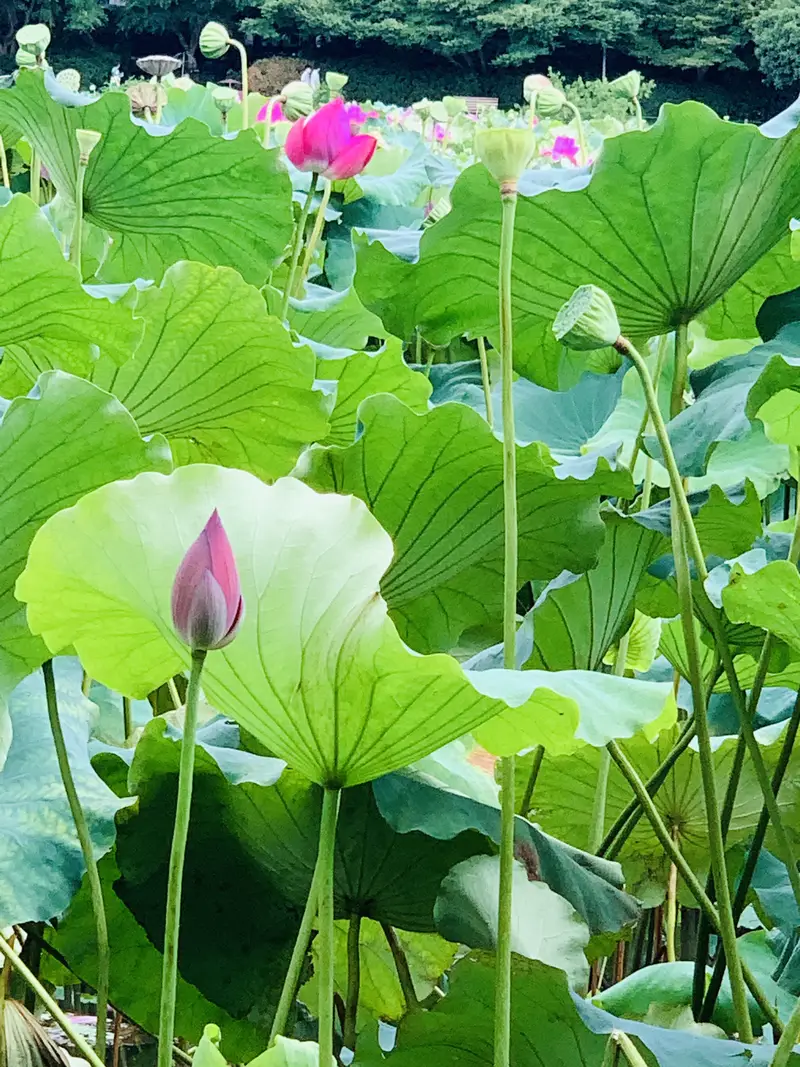 Fragrant Green Brew