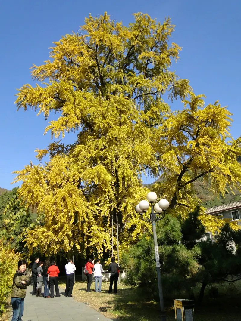 Xifeng Temple