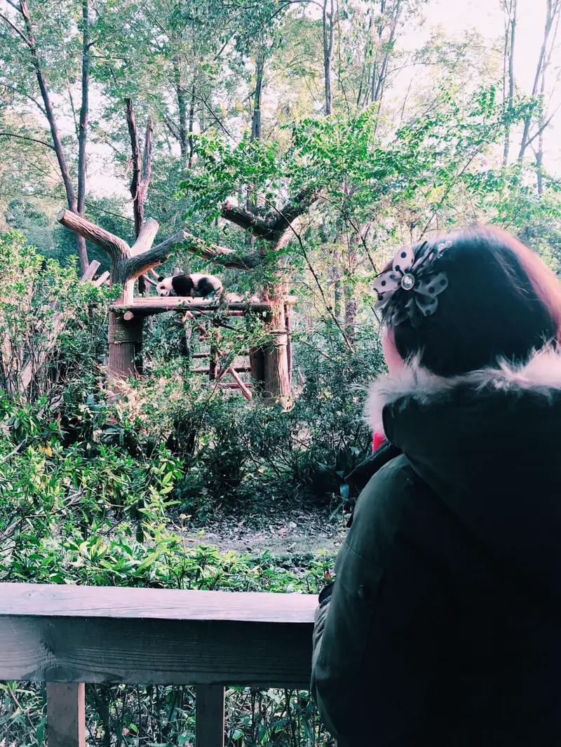 Giant Panda Juvenile Villa