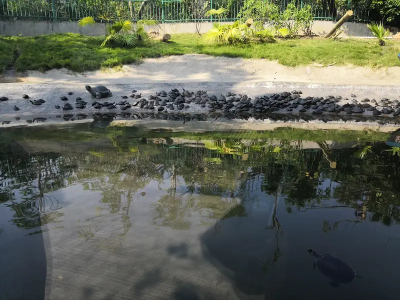 Shenzhen Safari Zoo Snake And Turtle Longevity Island