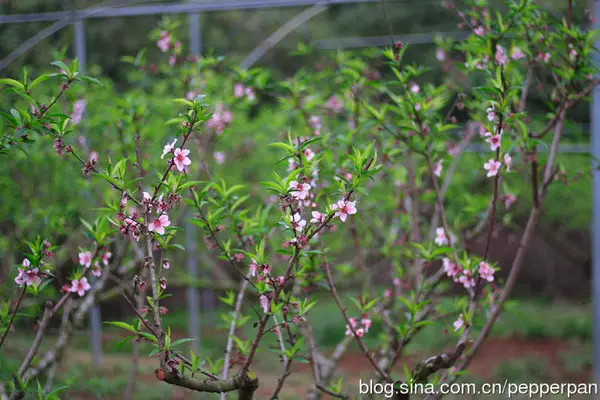 Xili Reservoir Peach Blossom Forest