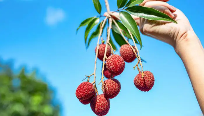 Nanshan Lychee Orchard