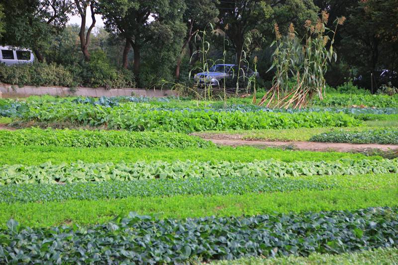 County Forest Farm