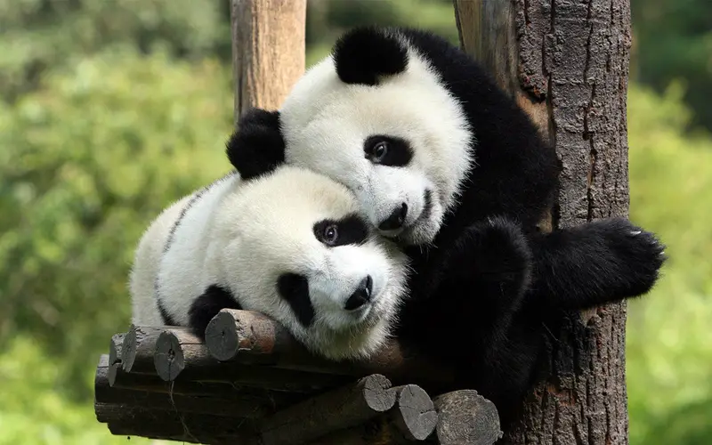 Chengdu