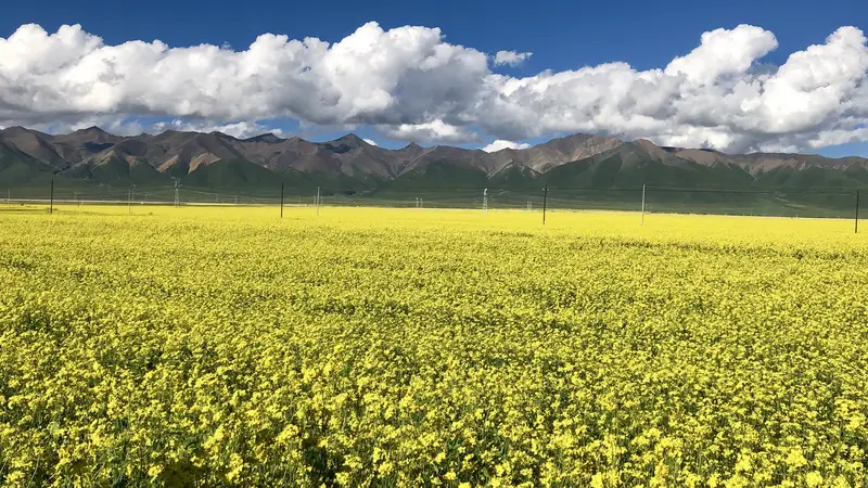 Rapeseed Flower Scenic Area