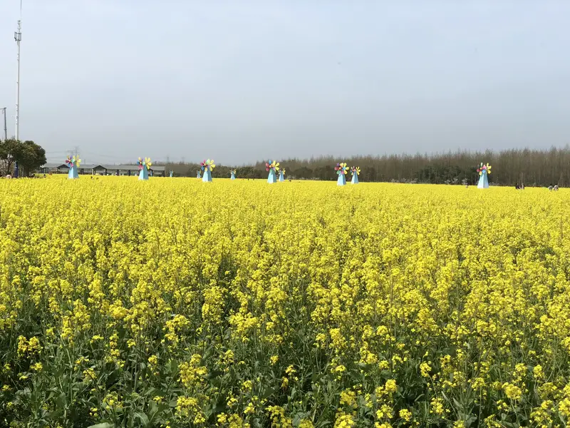 Fengxian Rapeseed Flower Festival
