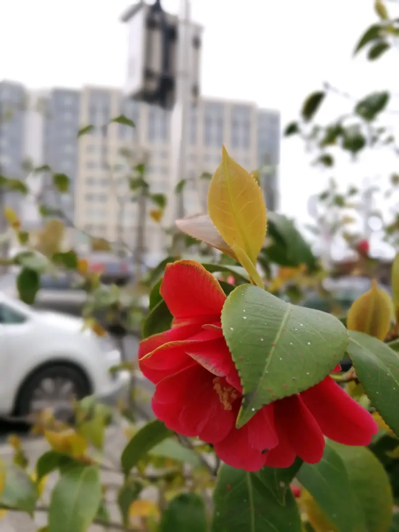 City Park