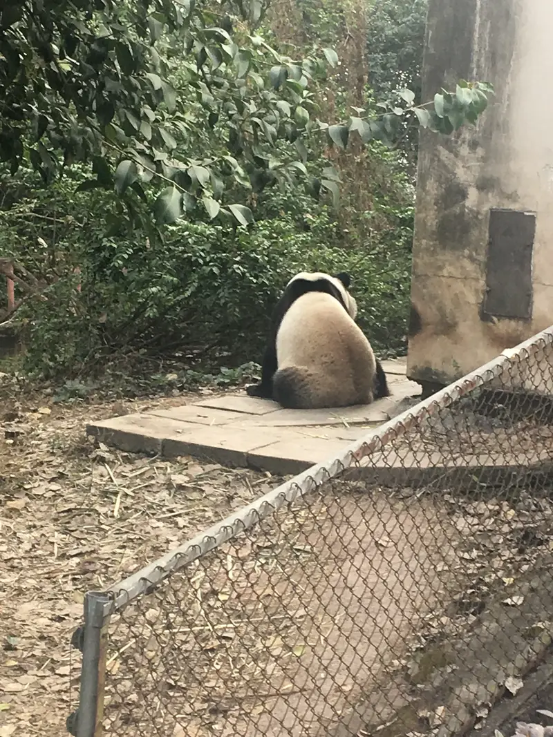 Giant Panda Villa No.2 Station