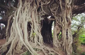 Kam Tin Tree House