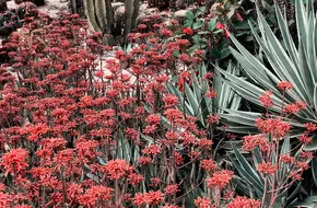 Xiamen Botanical Garden - Succulent Plant Area