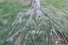Lingzhi Park