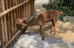 Shanghai Zoo - Wild Alpaca