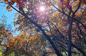 Baojin Mountain Red Leaves Scenic Area