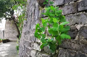 Chuansha Ancient City Wall Park