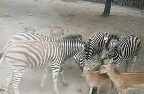 Shanghai Wild Animal Park Kangaroo Area