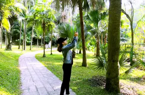 Bamboo Plant Area