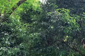 Lixiang Park