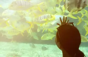 Fantasy Aquarium