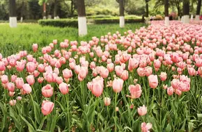 Xingqing Palace Park