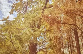 Ginkgo Park