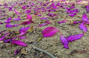 Butterfly Village Park-Open-Air Theatre