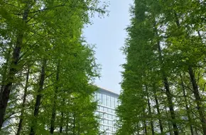 Ginkgo Square