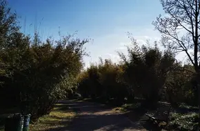 Ten Thousand Bamboo Garden