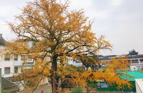 Ginkgo Tree Square