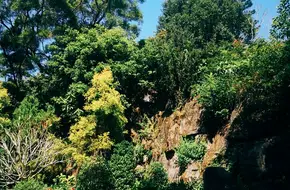 Shenzhen Fairy Lake Botanical Garden Aquatic Plant Area