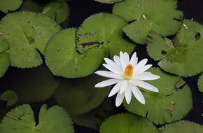 Nanputuo Temple Life-Release Pond