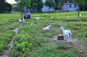 Qianwei Ecological Village, Shanghai