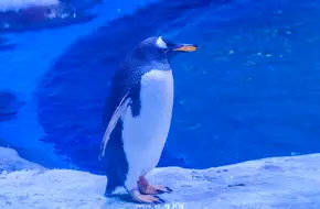 Antarctic Penguin Pavilion