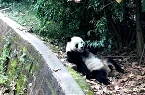 Giant Panda Villa No.2 Station