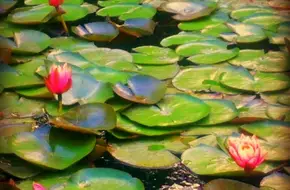 Aquatic Garden