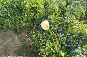 Chen Shan Plant Arboretum-Rose Garden