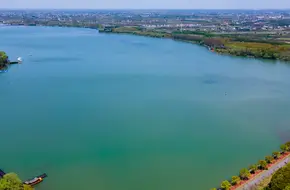 Great Goose Flying